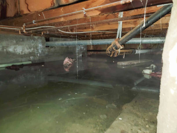 Best Water damage cleanup near me  in Swannanoa, NC